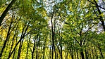 Napfény