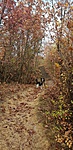 Róka-hegy (1)