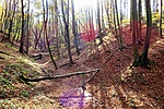 gctoto-DSC08213