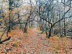 IMG_20181124_140159
