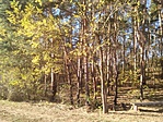 IMG_20181031_141109