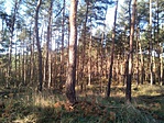 IMG_20181031_141321