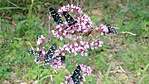 IMG_20180625_144706296