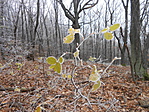 DSCN5733