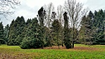 Deseda arborétum