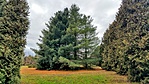 Deseda arborétum