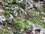 IMG_6262