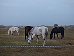 P1370684