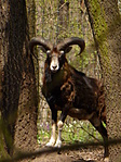 2015-04-11 Fehervarcsurgo - Soponya - Dég 004