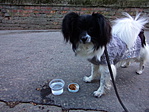 Ruffy is eszik :)
