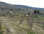Szőlők