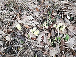 IMG_20190307_104120