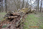 Zsennye_07