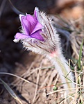 IMG_6906_1