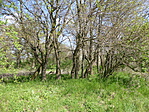 P1600468