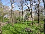 A bokrok rejtette templomrom