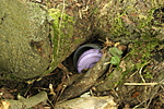 Dühítő