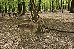 HER_5682_tn