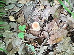 IMG_20190518_105211