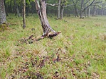 IMG_20190519_065845