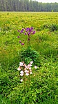 20190519_134659-EFFECTS