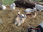 DSC04610
