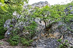 _DSC8528