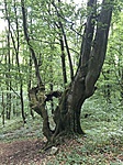 Lyukas öreg bükk GCLAPJ-3