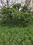 IMG_1737