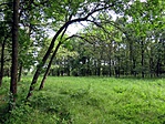 Tisztás