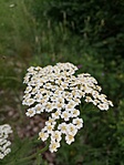IMG_20190610_184532