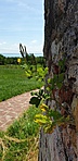 IMG_0961
