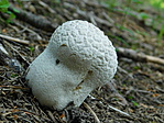 DSCN0594