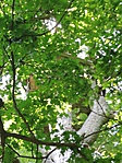 GCHAFT_20190610163711.jpg