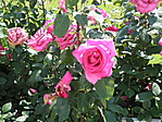 P6090827