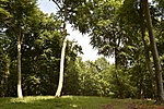 HER_6841_tn