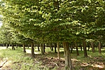 HER_6838_tn