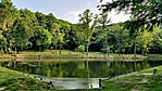 Gyertyános parkerdő