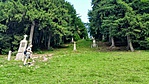 Panoráma