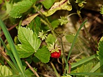 P1160271