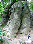 Bazaltorgonáknál