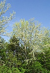 2003 május, Budakeszi-erdő