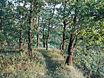 Naplementében