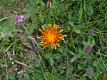 Nockalmstrasse felett Eisentalhöhe 2180 m narancssárga virág GCBKK4-1