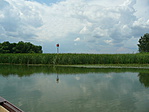 Pihenő sirály