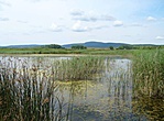 A láp