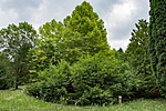 _DSC8985