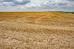 _DSC8987