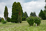 _DSC8993