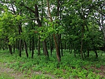 IMG_20190618_141421